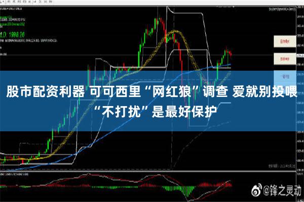 股市配资利器 可可西里“网红狼”调查 爱就别投喂 “不打扰”是最好保护